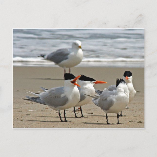 Cartão Postal Foto Real Terns (Frente)