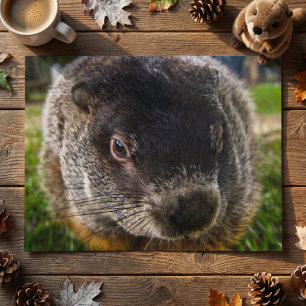 Cartão Postal Foto Realista de Rosto de Marmota de Perto com Big
