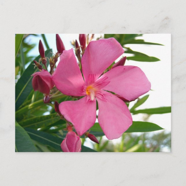 Cartão Postal Foto rosa Oleander (Frente)