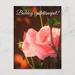 Cartão Postal Foto rosa rosa rosa rosa - aniversário húngaro