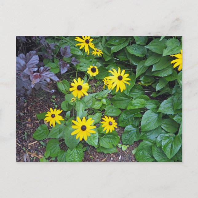 Cartão Postal Foto Susan de olhos pretos amarelos florais (Frente)