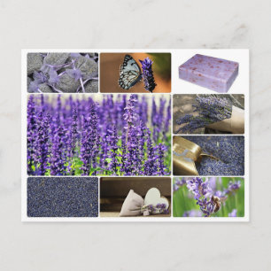 Cartão Postal Foto tropical da colagem da lavanda