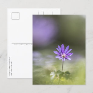 Cartão Postal Foto Windflower Nature
