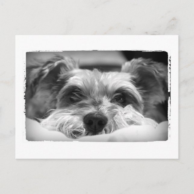 Cartão Postal fotografia a preto e branco de aza (Frente)