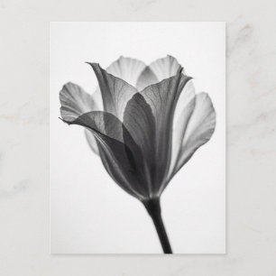 Cartão Postal Fotografia artística botânica monocromática