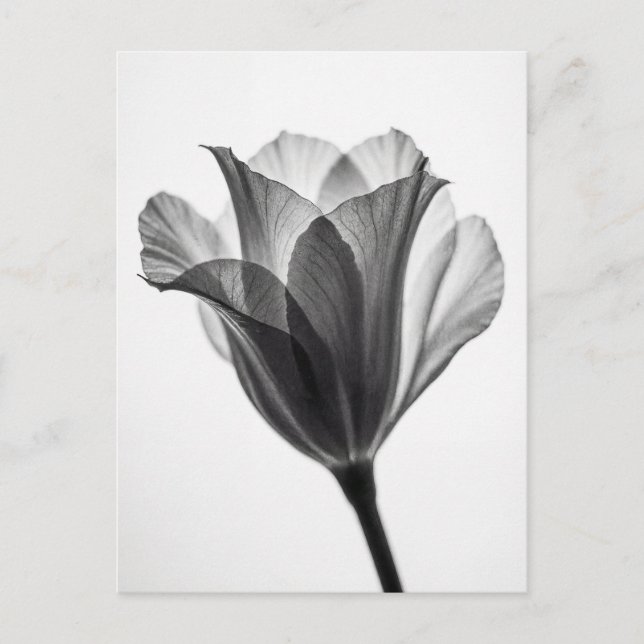 Cartão Postal Fotografia artística botânica monocromática (Frente)