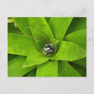 Cartão Postal Fotografia Botânica Verde Bromélia