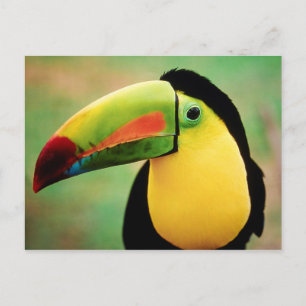 Cartão Postal Fotografia Colorida de Natureza Selvagem de Pássar