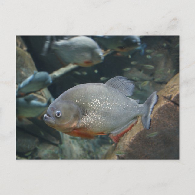 Cartão Postal Fotografia colorida de peixe Piranha (Frente)