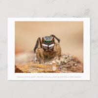 Fotografia Colorida Peacock Spider