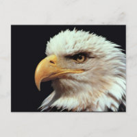 Fotografia da águia careca