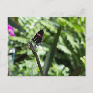 Cartão Postal Fotografia da borboleta