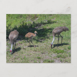 Cartão Postal Fotografia da Família Flórida Sandhill Cranes
