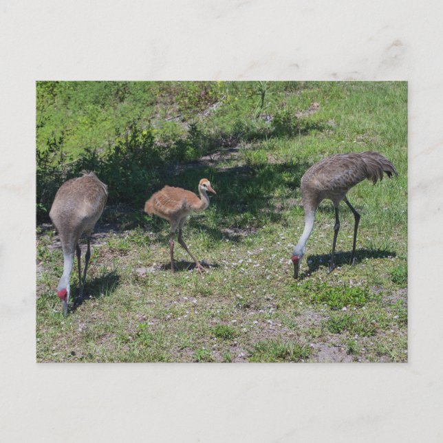 Cartão Postal Fotografia da Família Flórida Sandhill Cranes (Frente)