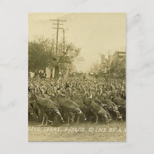 Cartão Postal Fotografia da fazenda de Turquia do vintage