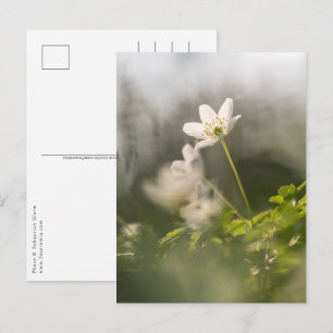 Cartão Postal Fotografia da flor branca