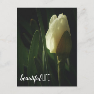 Cartão Postal Fotografia da Flor Daffodil Frase Lindo da Vida