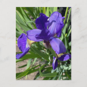 Cartão Postal Fotografia da Flor de Íris Roxa