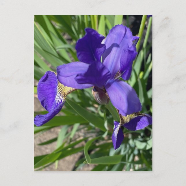 Cartão Postal Fotografia da Flor de Íris Roxa (Frente)