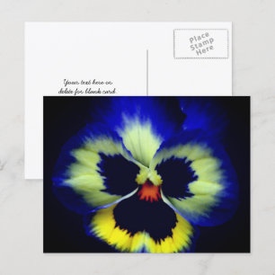 Cartão Postal Fotografia da Flor de Pansy Azul Ousada