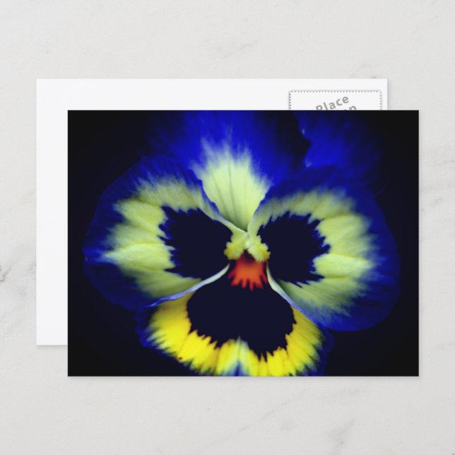 Cartão Postal Fotografia da Flor de Pansy Azul Ousada (Frente/Verso)