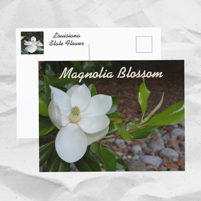 Cartão Postal Fotografia da Flor do Estado Louisiana White Magno (Criador carregado)