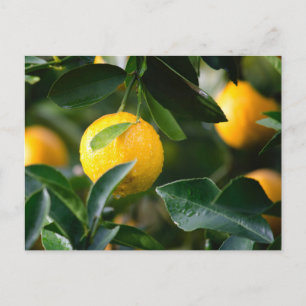Cartão Postal Fotografia da Fruta da árvore Lemon