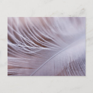 Cartão Postal Fotografia da macro de pena branca macia