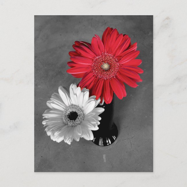 Cartão Postal Fotografia da Margarida Gerbera com respingo de co (Frente)