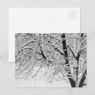 Cartão Postal Fotografia da natureza da árvore nevada da tempes