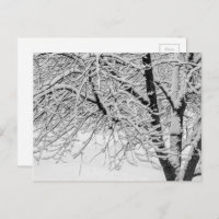 Fotografia da natureza da árvore nevada da tempest