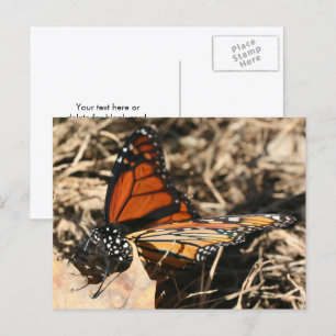 Cartão Postal Fotografia da Natureza da Borboleta Monarca em Pos