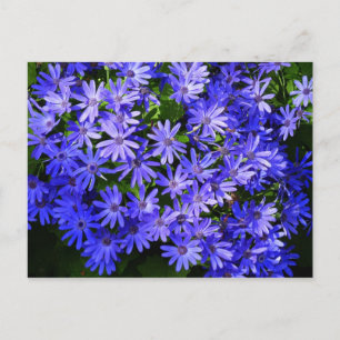 Cartão Postal Fotografia da Natureza das Flores Azuis