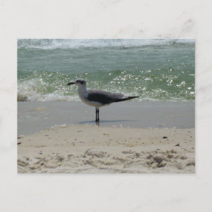 Cartão Postal Fotografia da Natureza das Gaivotas da Costa do Go