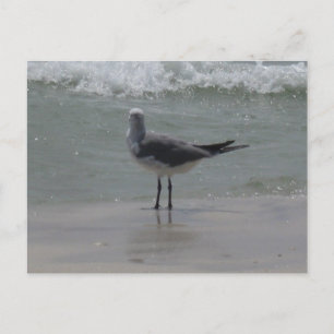 Cartão Postal Fotografia da Natureza das Gaivotas da Costa do Go