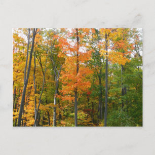 Cartão Postal Fotografia da Natureza de Árvores de Bordo no Outo