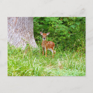 Cartão Postal Fotografia da Natureza de Bebê Veado nos Bosques