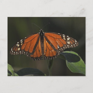 Cartão Postal Fotografia da Natureza de Borboleta Laranja
