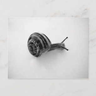 Cartão Postal Fotografia da Natureza de Caracol de Jardim