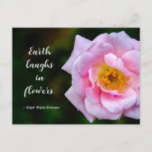 Fotografia da Natureza de Flor Rosa com Gotículas 