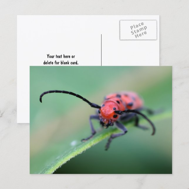 Cartão Postal Fotografia da Natureza do Besouro Vermelho Irritad (Frente/Verso)
