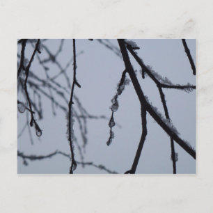 Cartão Postal Fotografia da natureza do inverno em Icy Branches
