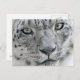 Cartão Postal Fotografia da natureza do leopardo branco da neve (Frente/Verso)