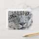 Cartão Postal Fotografia da natureza do leopardo branco da neve (Frente/Verso In Situ)