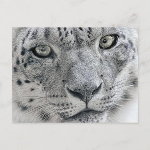 Cartão Postal Fotografia da natureza do leopardo branco da neve