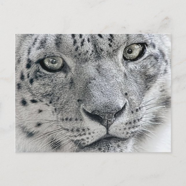 Cartão Postal Fotografia da natureza do leopardo branco da neve (Frente)