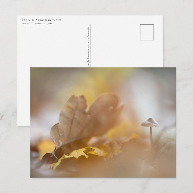 Cartão Postal Fotografia da natureza do pequeno cogumelo (Frente/Verso)