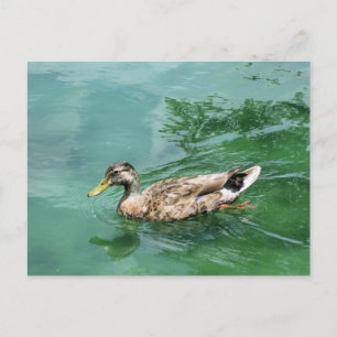 Cartão Postal Fotografia da Natureza e Vida Selvagem de Pato