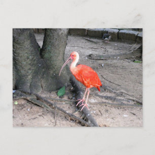 Cartão Postal Fotografia da Natureza e Vida Selvagem do Pássaro