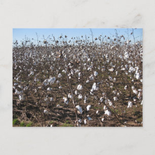 Cartão Postal Fotografia da Natureza em Campo de Algodão do Alab